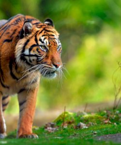 WILDLIFE PACKAGES